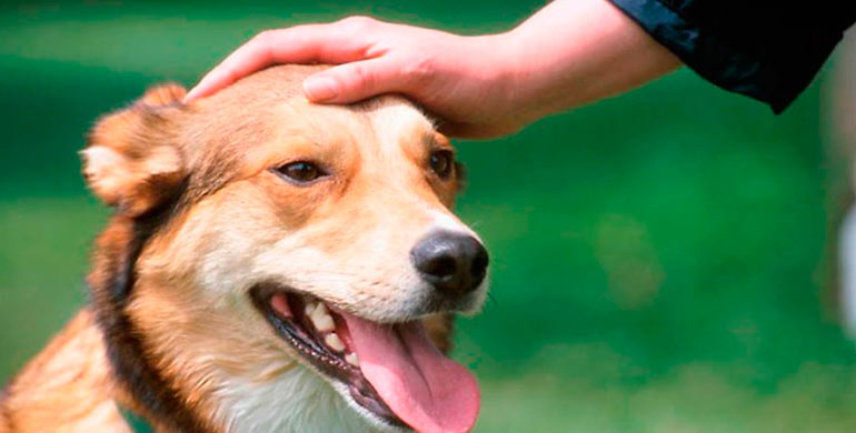 acariciar-a-tu-perro