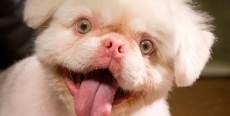 Albinismo en perros