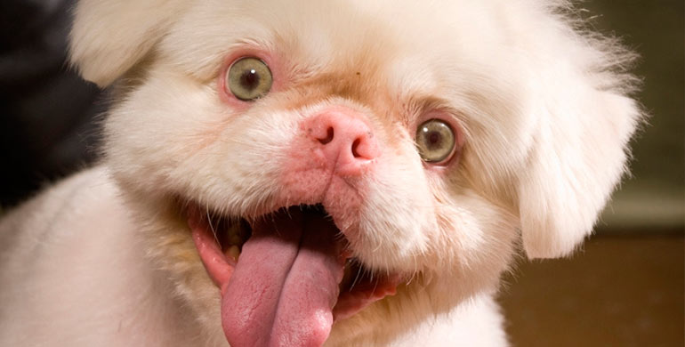 albinismo-en-perros