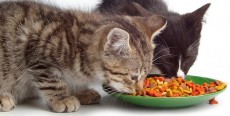 La alimentación del gato