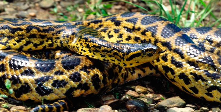 boas-pitones-y-anacondas