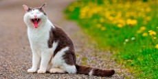 La boca del gato: características principales y enfermedades típicas