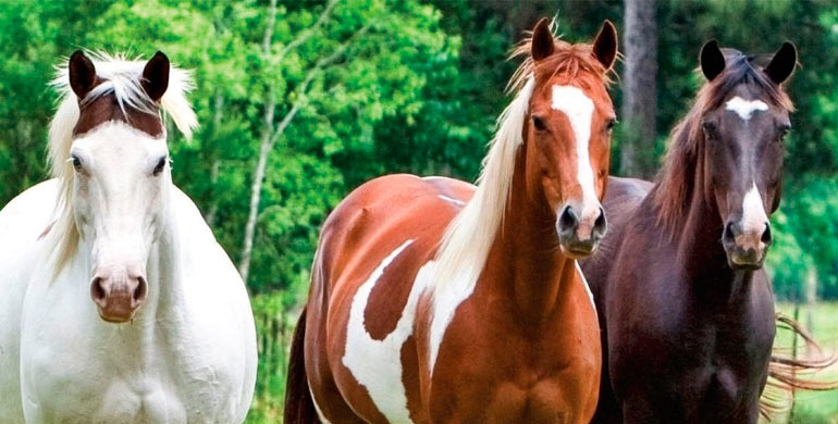 caballo-en-el-campo