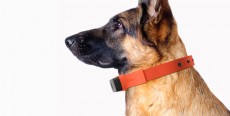 El Smartphone para perros tiene forma de collar