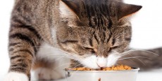 Comida que tu gato come, y no debería