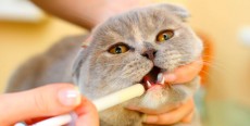 Cómo darle medicinas a tu gato