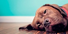 Dilatación y torsión gástrica en perros