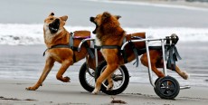 Displasia de cadera en perros