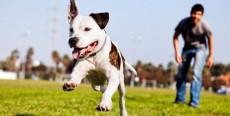 Cuándo sí y cuándo no educar a un cachorro