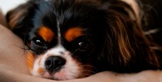 Enfermedad de la Babesiosis canina