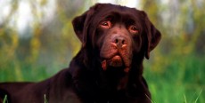 Enfermedad de von Willebrand en perros