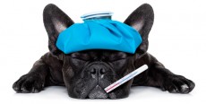 Fiebre en perros