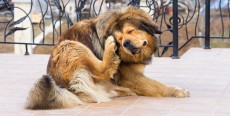 Garrapatas en perros