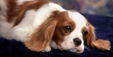 Gastritis canina