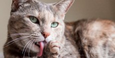 Manual del dueño del gato: Acicalamiento