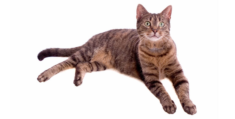 gato-europeo-de-pelo-corto