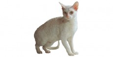 Gato German Rex