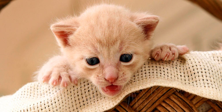 gato-neonato