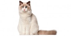 Gato Ragdoll