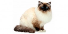 Gato Sagrado de Birmania