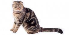 Gato Scottish Fold