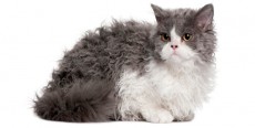 Gato Selkirk Rex