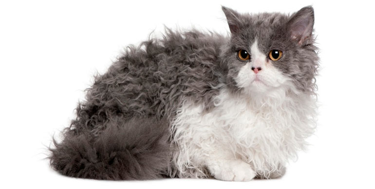 gato-selkirk-rex