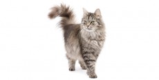 Gato Siberiano