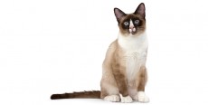 Gato Snowshoe