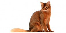 Gato Somalí