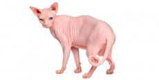 Gato Sphynx