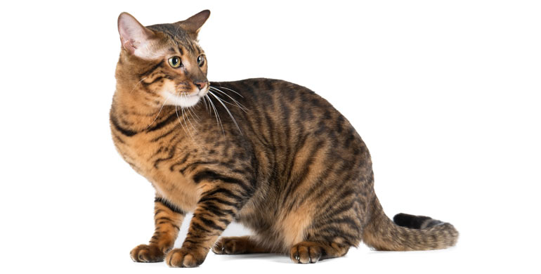 gato-toyger