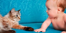 Gatos y bebés… ¿Son compatibles?