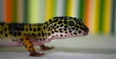 Alimentación de los geckos diurnos