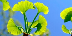 Ginkgo