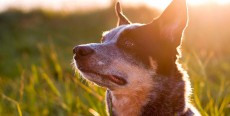 Golpe de calor en perros
