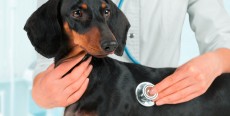Hipertensión arterial en perros