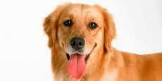 El hocico de mi perro está seca, ¿es normal?