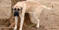 Infecciones urinarias en perros