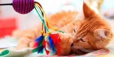 Juegos con el gato que causan problemas de comportamiento