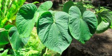 Kava Kava