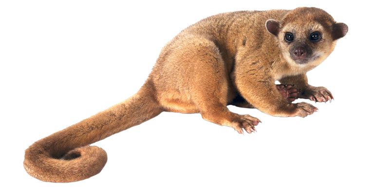 kinkajou