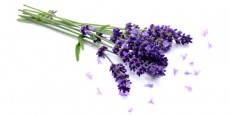 Lavanda
