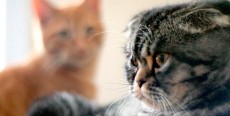 La llegada de un segundo gato en casa