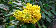 Mahonia