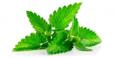 Menta