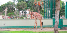 Parque de las Leyendas en Lima