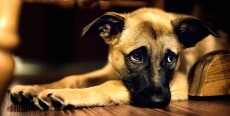 Parvovirus canino