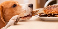 Evita que tu perro consuma estos alimentos