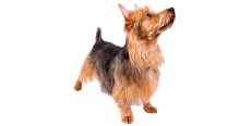 Perro Australian Terrier